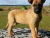 CHIOTS BERGER MALINOIS - photo 1