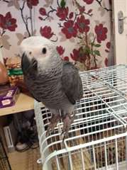 Paire de perroquets gris africains.