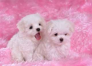 Chiots bichon Maltais