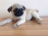 chiots Carlin - photo 1