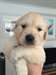 Superbes chiots Golden Retriever - photo 1