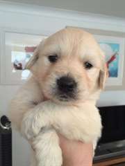 Superbes chiots Golden Retriever