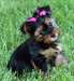 Chiots Yorkshire Terrier Pure Race Mâle et Femelle - photo 1