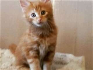 ADOPTION LIBRE DE MAINE COON