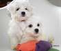 chiots bichon maltais - photo 2