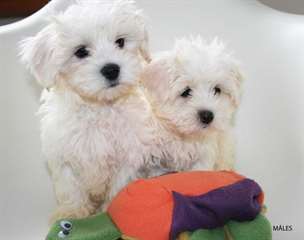 chiots bichon maltais