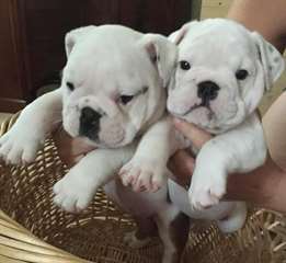 Magnifiques chiots Bouledogue Anglais(Decembre)