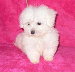 Magnifiques Chiots maltais Pure Race