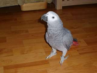 Africain, gris, perroquets, bébés