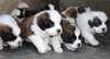 Chiots mâles et femelles Saint Bernard - photo 2