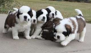 Chiots mâles et femelles Saint Bernard