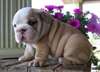 chiots BeauBulldog - photo 1