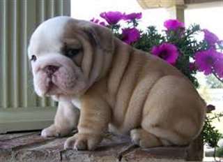 chiots BeauBulldog