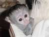 A Donner pour Noel Magnifique B&#233;b&#233; singe Capucin - photo 1