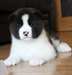 chiots akita pour adoption - photo 1