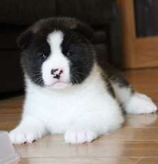 chiots akita pour adoption