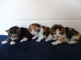 des Chatons Maine coon