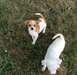 chihuahua puppys for adoption - photo 1