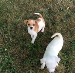 chihuahua puppys for adoption