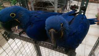2 perroquets macaw bleu et or parlants pr&#234;ts &#224; par