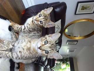Chatons incr&#233;dules du Bengale pour adoption