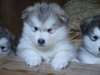 alaskan malamute - photo 1