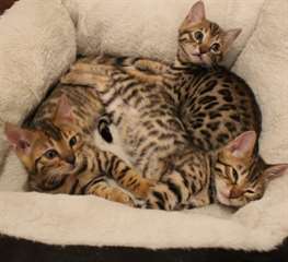 Beaux chatons bengal disponible pour adoption