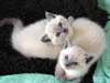 des Chatons siamois affectueux - photo 1