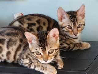Beaux chatons bengal disponible pour adoption