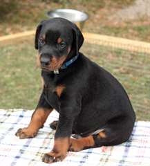 chiots doberman a réserver 3 males et 1 femelle