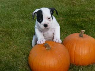 bouledogue bleu Alapaha