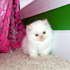 chatons persans pour adoption