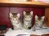 magnifique chatons siberien neva masquerade craqua - photo 2