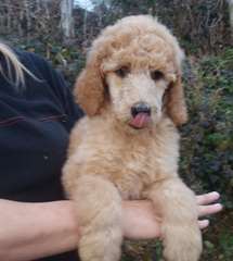 Chiots de caniche standard à vendre