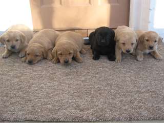 Chiots de qualité Labrador à vendr