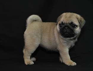 chiots carlin pour adoption