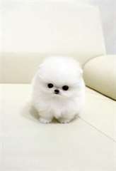 Noël Pomeranian blanc pur chiots mâle et femelle