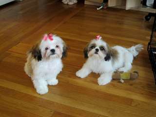 chiots Shih-tzu mâle et femelle à la recherche d'