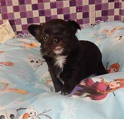 magnifique chiot chihuahua