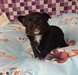 magnifique chiot chihuahua - photo 1