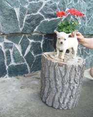 A donner magnifique chiot type chihuahua Femelle