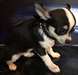 A donner Adorable chiot type chihuahua Femelle - photo 1