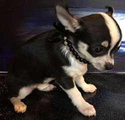 A donner Adorable chiot type chihuahua Femelle