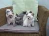 Chatons Scottish Fold disponible pour vous - photo 2