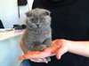 Chatons Scottish Fold disponible pour vous - photo 4