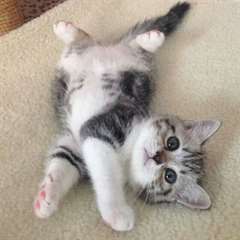 Chatons Scottish Fold disponible pour vous