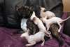 magnifique chatons phynx pour adoption nous vous - photo 2