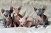 magnifique chatons phynx pour adoption nous vous - photo 3