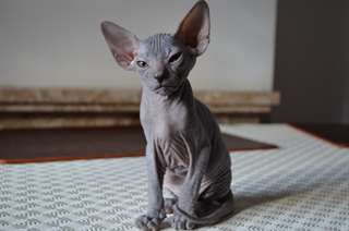 magnifique chatons phynx pour adoption nous vous