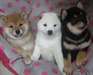 Chiots Shiba Inu - photo 1